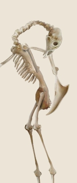 homo6